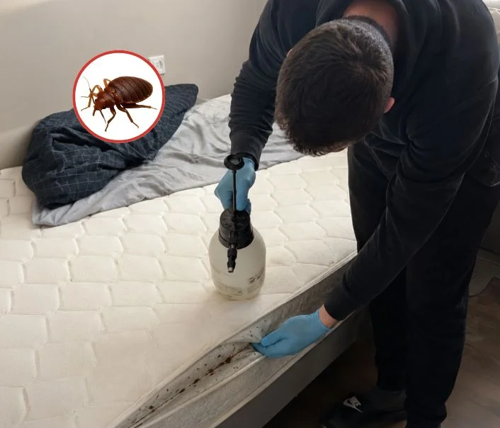 Technicien traitant un matelas contre les punaises de lit à Boutervilliers